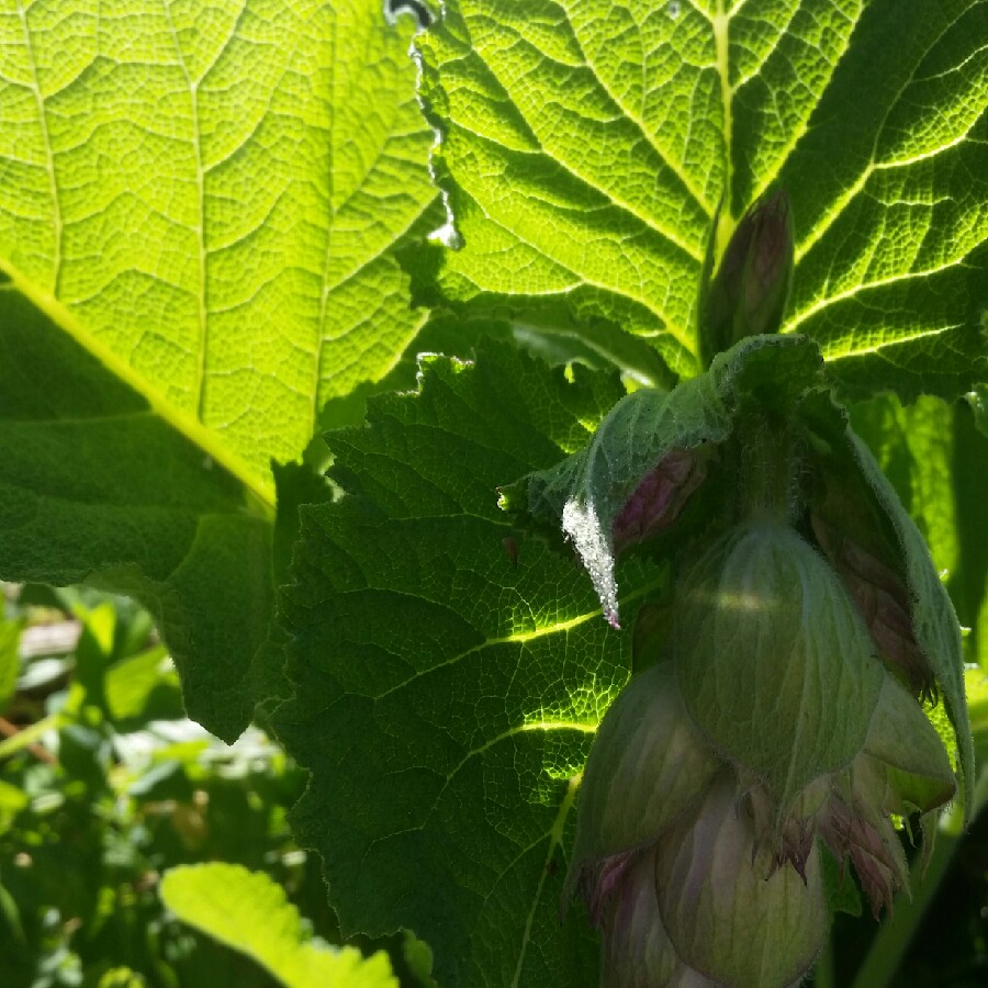 Plant image Salvia sclarea