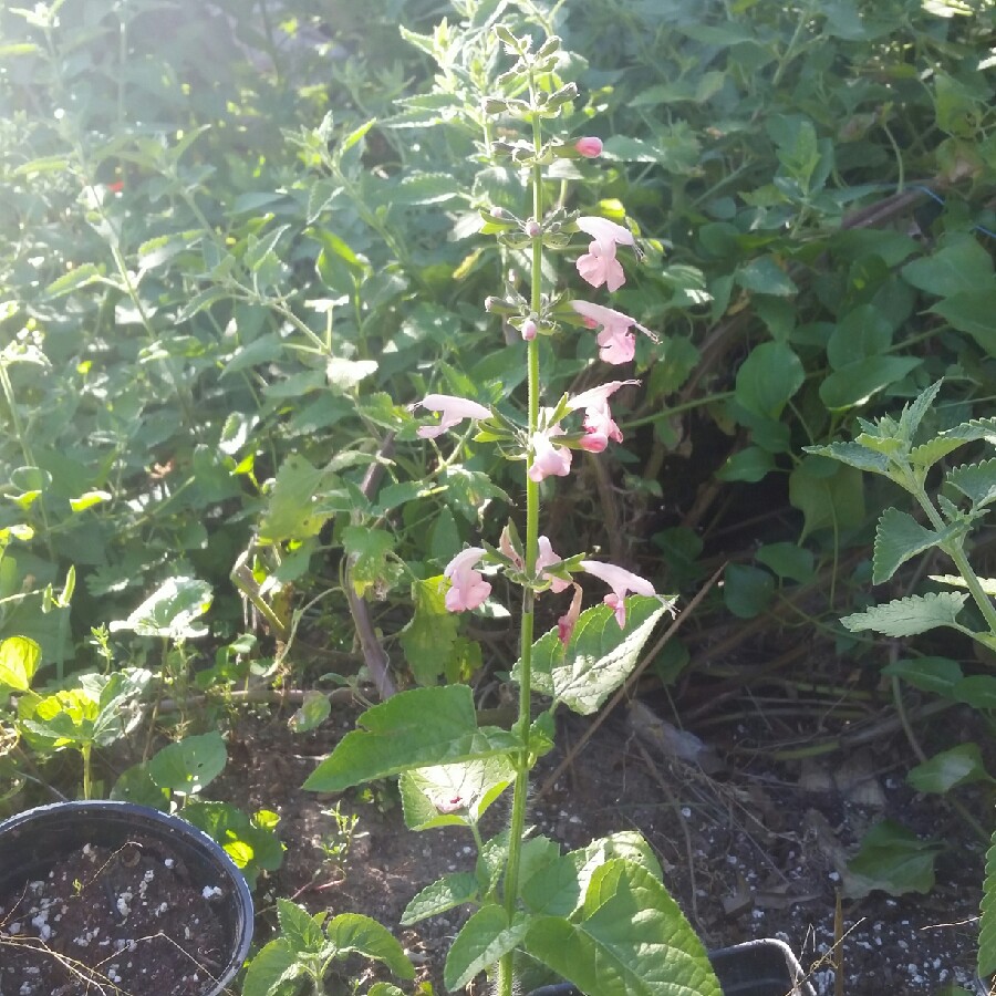 Plant image Salvia x sylvestris 'Pink Dawn'