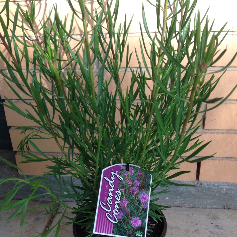 Isopogon Formosus 'Candy Cones'