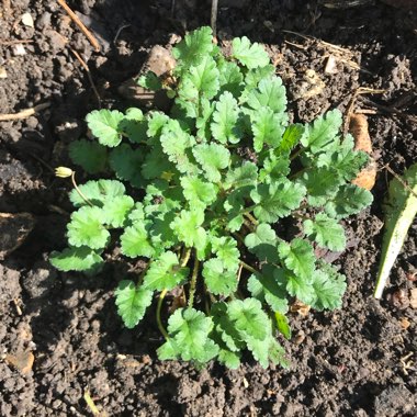 Erodium reichardii 'Album'