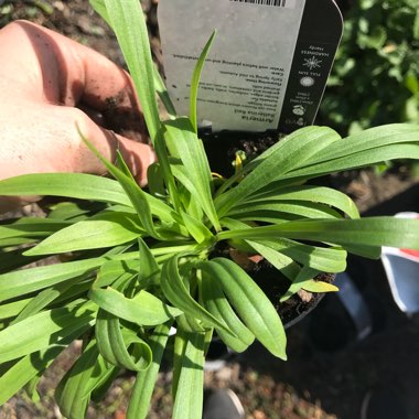 Armeria Pseudoarmeria 'Ballerina red'