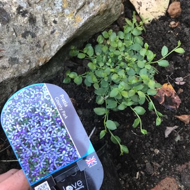 Lobelia pedunculata syn. Pratia pedunculata