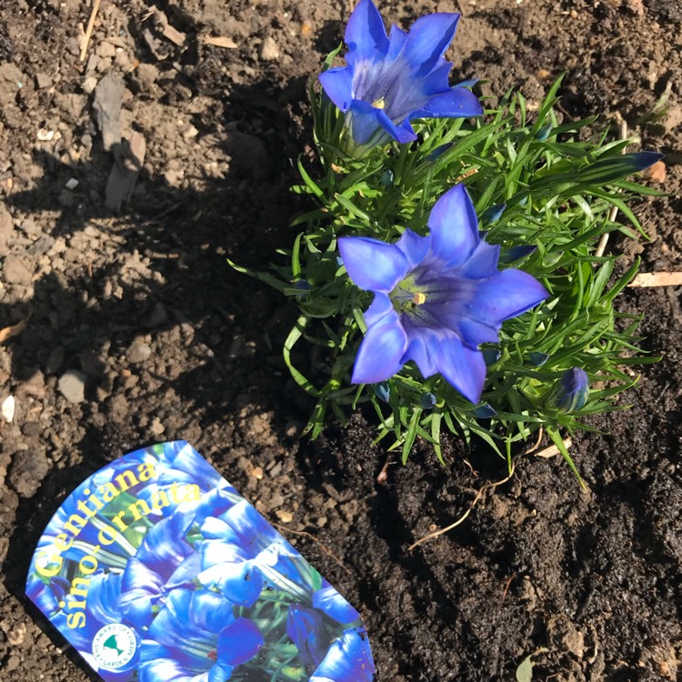 Plant image Gentiana