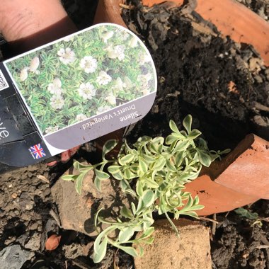 Silene 'Druett's Variegated'