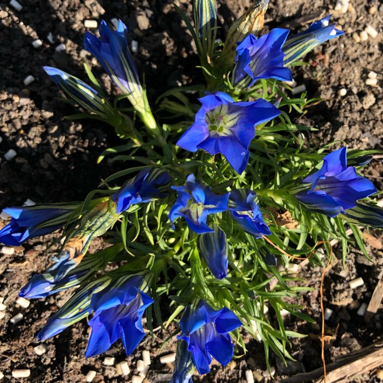 Plant image Gentiana