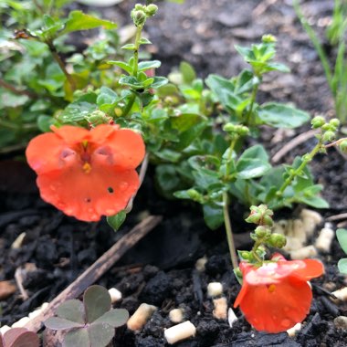 Diascia 'Little Tango'