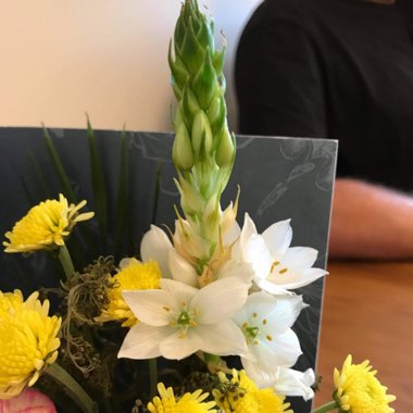 Ornithogalum umbellatum