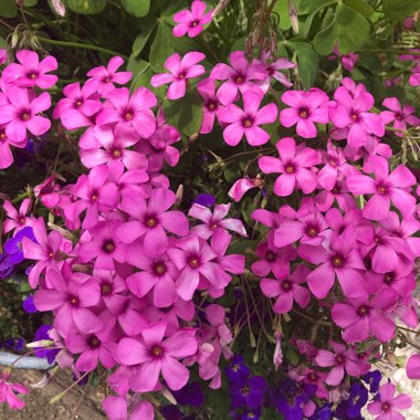 Oxalis articulata 'Festival'