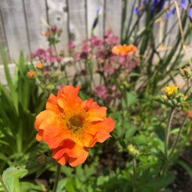 Geum 'Totally Tangerine'