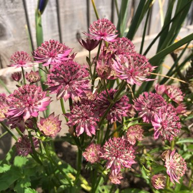 Astrantia