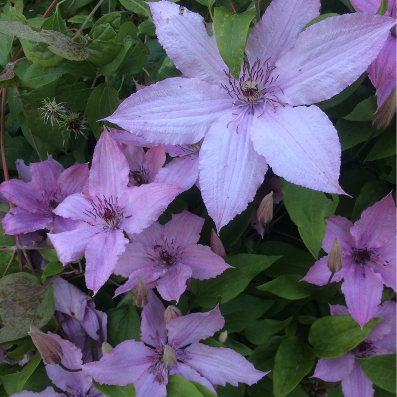 Clematis 'Hagley Hybrid'