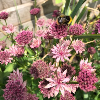 Astrantia