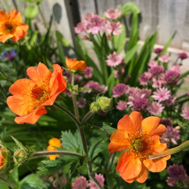 Geum 'Totally Tangerine'