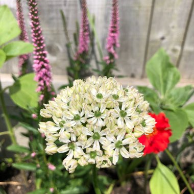 Allium nigrum syn. Allium multibulbosum, Allium nigrum var. multibulbosum