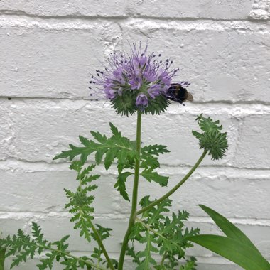 Phacelia tanacetifolia