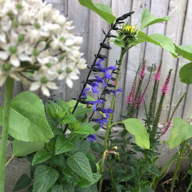 Salvia Guaranitica 'Black and Blue'