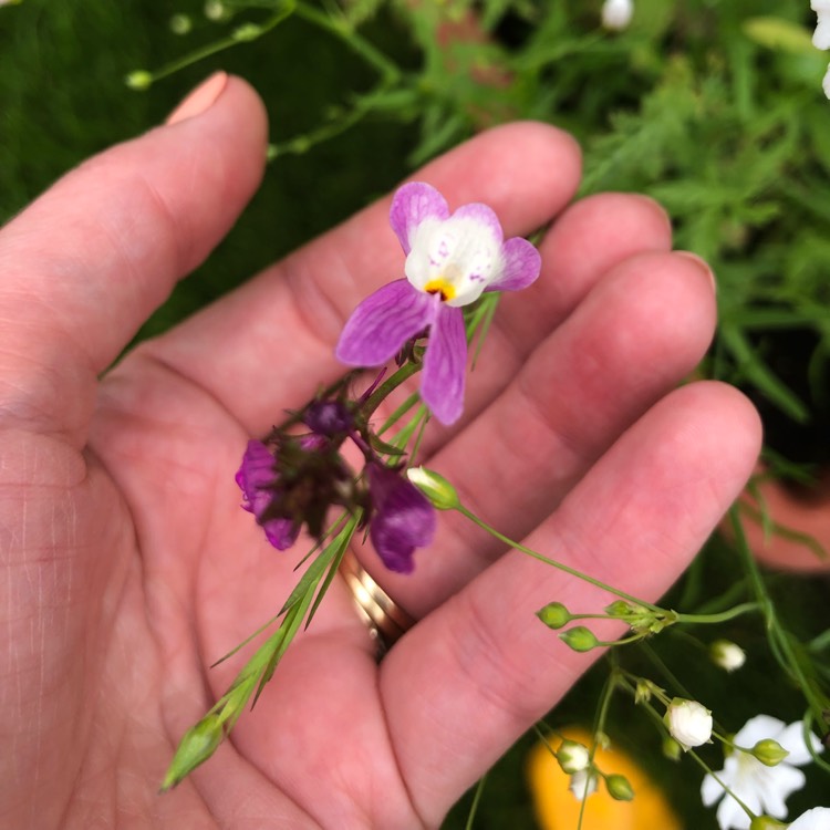 Plant image Linaria