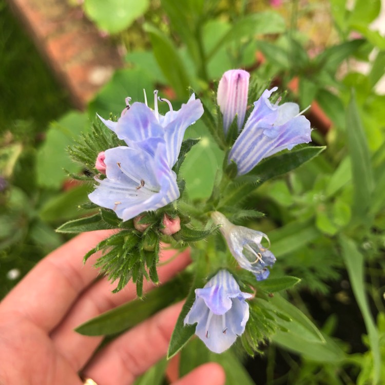 Plant image Echium