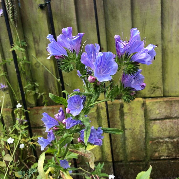 Plant image Echium vulgare 'Blue Bedder' syn. Echium plantagineum 'Blue Bedder'