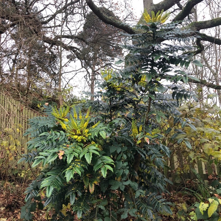 Plant image Mahonia x media 'Winter Sun' syn.Mahonia x wagneri 'Winter Sun'