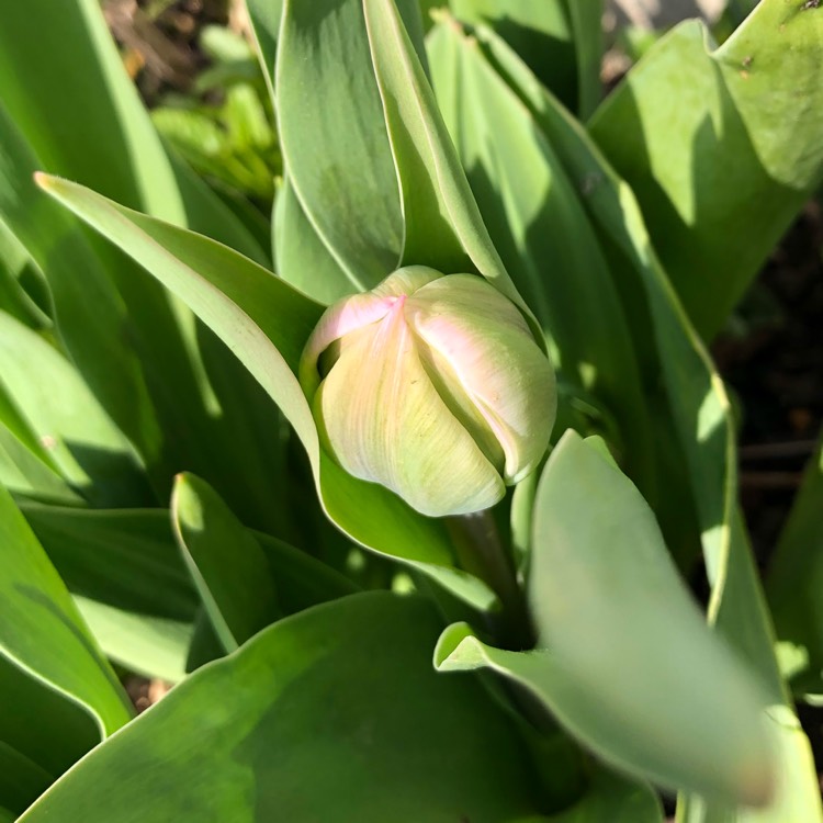 Plant image Tulipa 'Lilac Perfection'