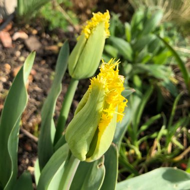 Tulip 'Yellow Valery' (Fringed)