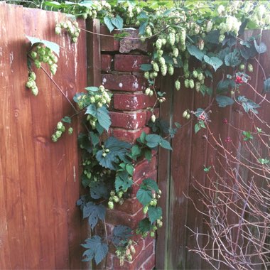 Humulus lupulus 'Golden Tassels'