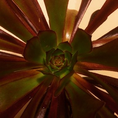 Aeonium Arboreum Zwartkop