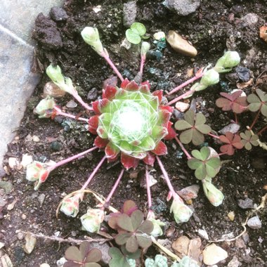 Sempervivum Arachnoideum Cobweb