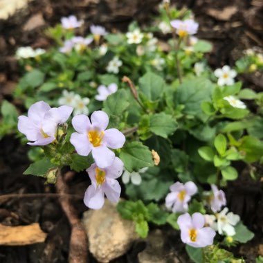 Bacopa Monnieri