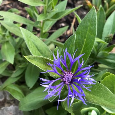 Centaurea montana