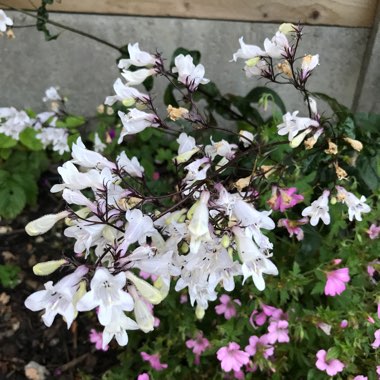 Penstemon digitalis 'Husker Red'