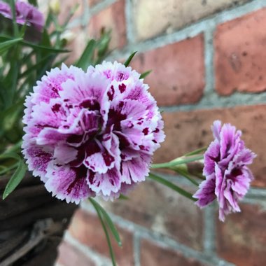 Dianthus SuperTrouper™ 'Sissy'