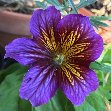 Salpiglossis sinuata 'Royale Mixed' (Mix)