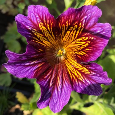 Salpiglossis sinuata 'Royale Mixed' (Mix)