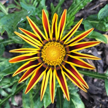 Gazania 'Tiger Stripes Mixed'