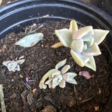 Graptopetalum Paraguayense subsp. Paraguayense