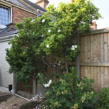 Rosa rugosa 'Alba'