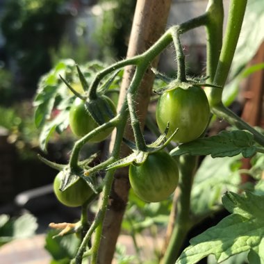 Solanum lycopersicum  syn. Lycopersicon lycopersicum