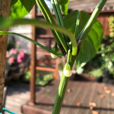 Capsicum annuum