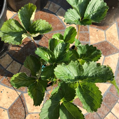 Fragaria x ananassa