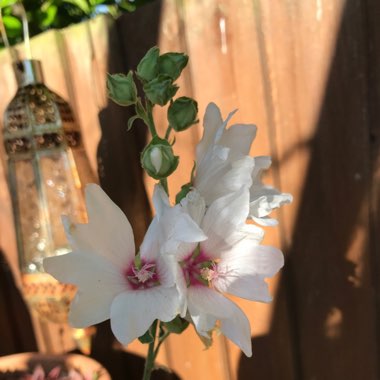 Lavatera x clementii 'Barnsley Baby'