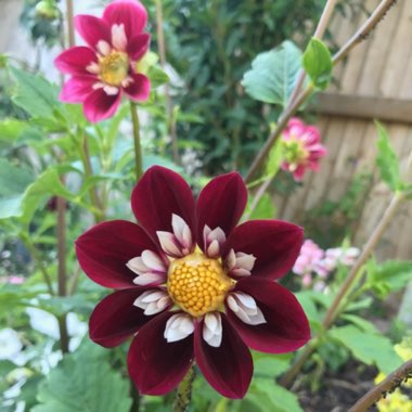 Dahlia 'Mary Evelyn'