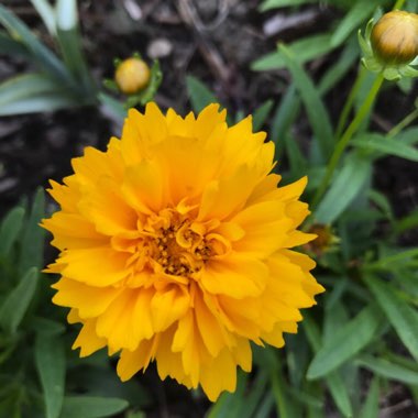 Coreopsis grandiflora 'Golden Joy'