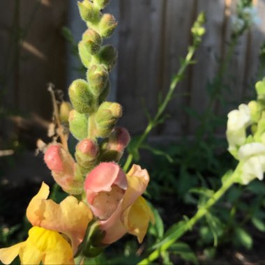 Antirrhinum majus 'Candy Showers Mix' (Candy Showers Series)