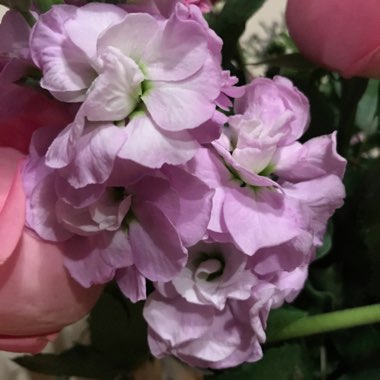 Matthiola Incana  syn. Matthiola incana 'Brompton' ;  Matthiola arborescens