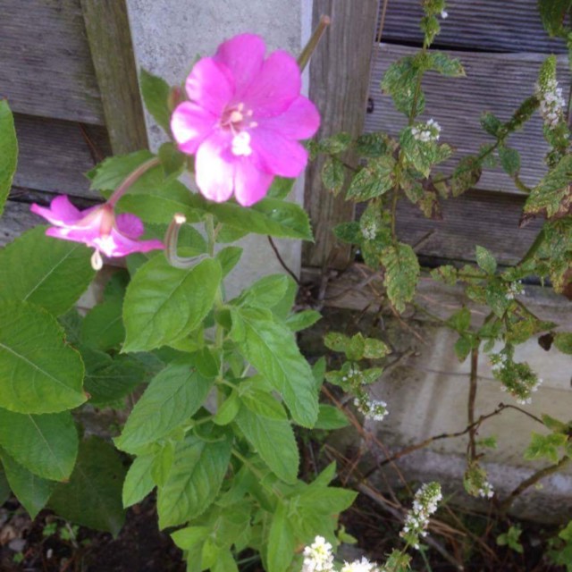 Plant image Epilobium hirsutum