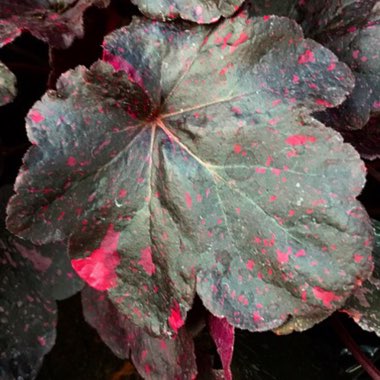 Heuchera 'Midnight Rose'