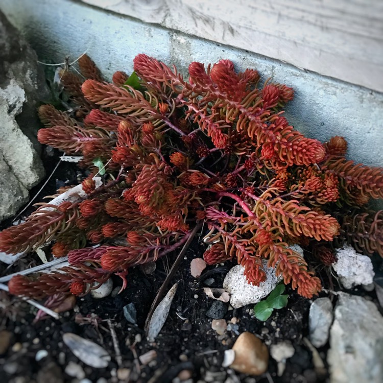 Plant image Sedum Rupestre