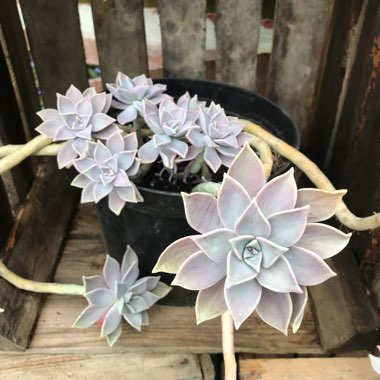 Graptopetalum Paraguayense subsp. Paraguayense